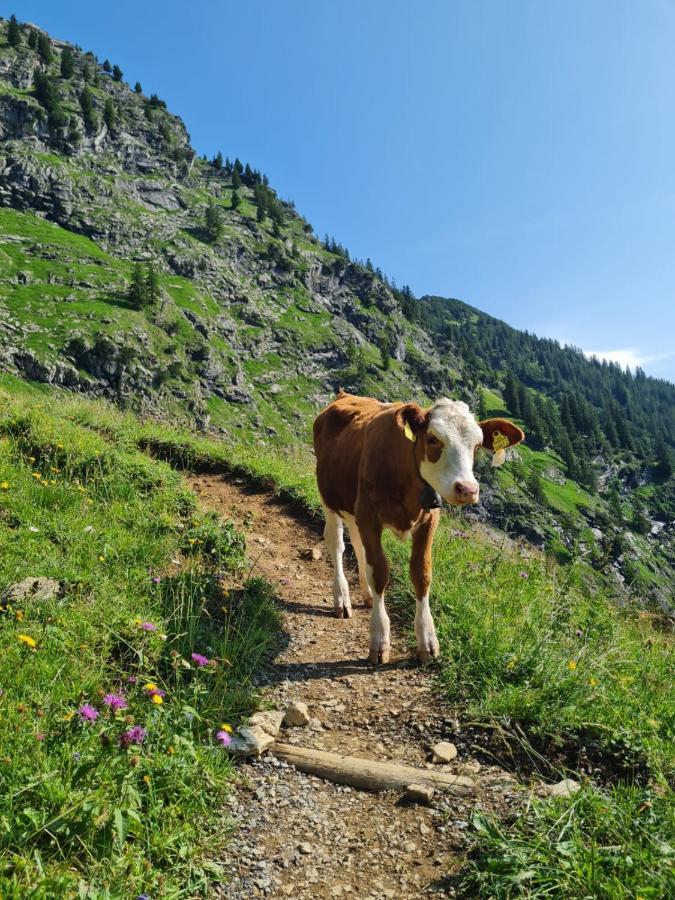 Sonnenblume Mit Hallenbad Und Sauna Lejlighed Missen-Wilhams